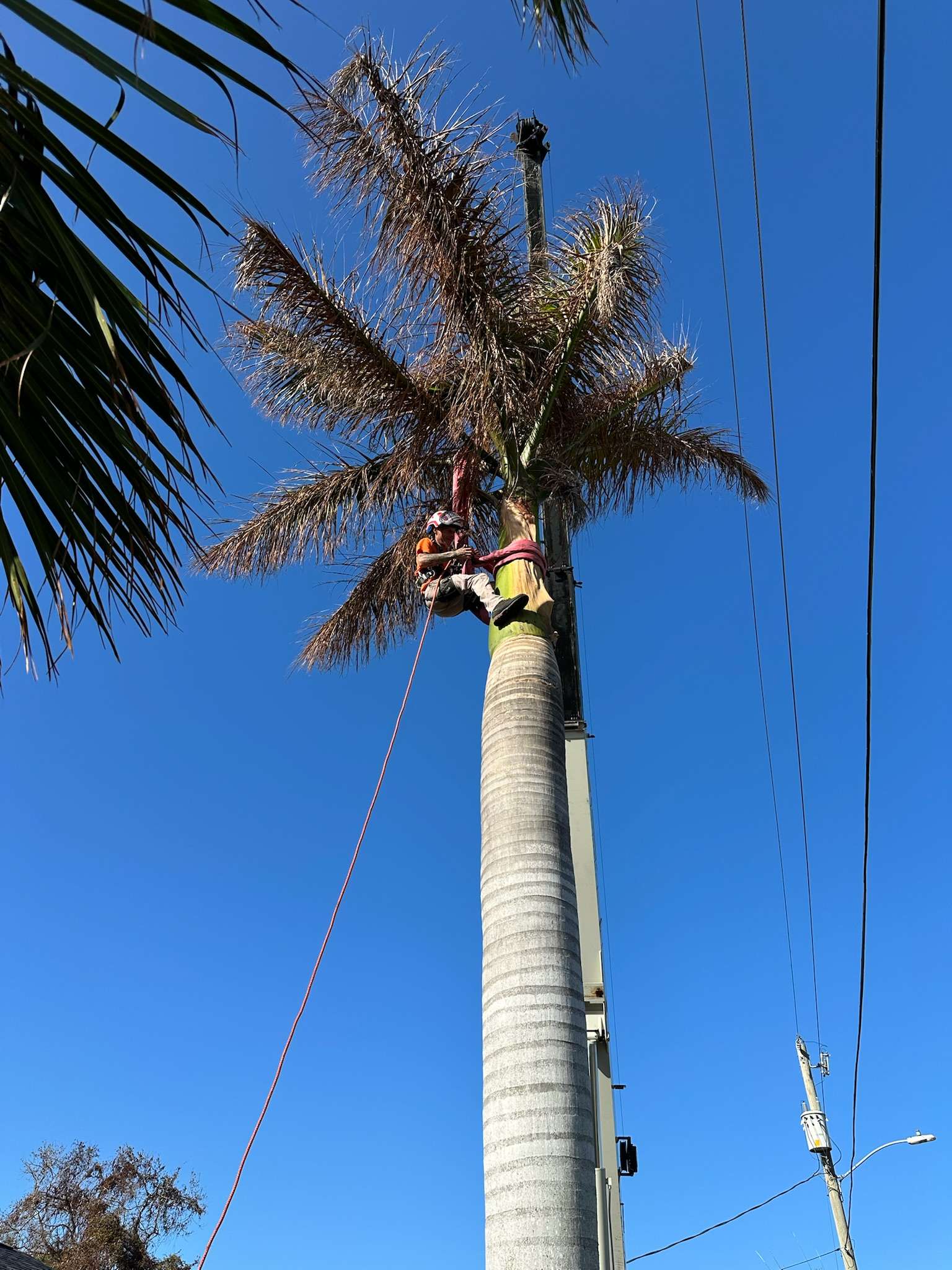 Tree climber with climb