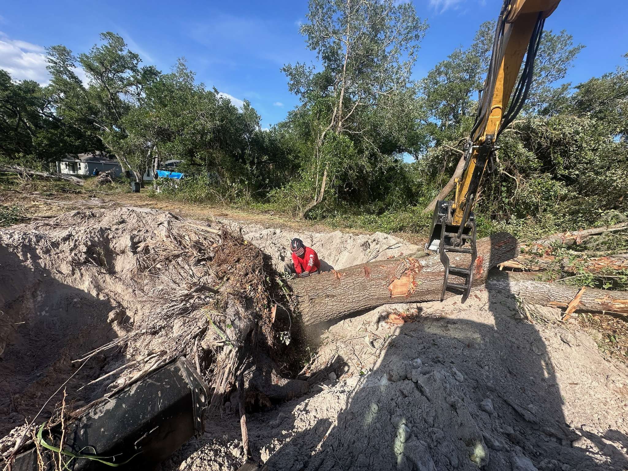 Tree Removal Specialists with back hoe and chainsaw removing an enormous tree.