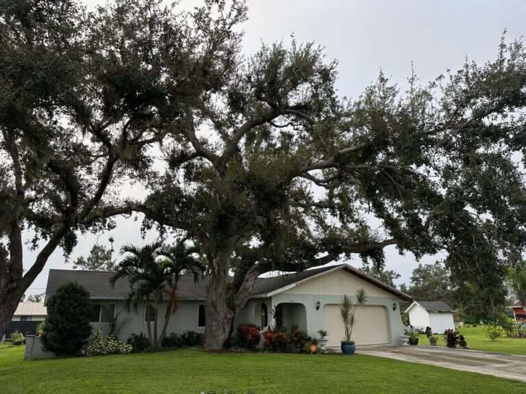 Oak tree hanging over a house and needs to be trimmed.