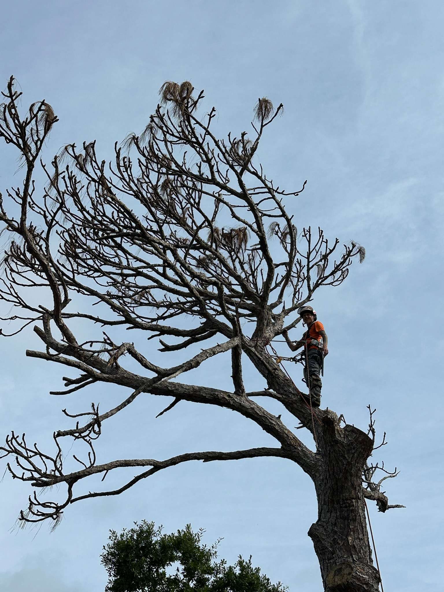 Tree trimming