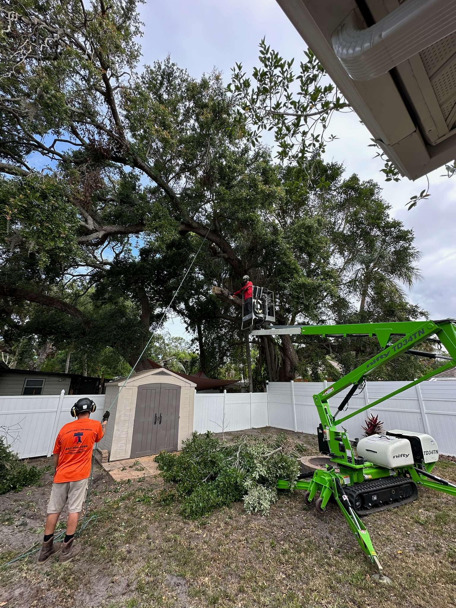 Oak tree trimming
