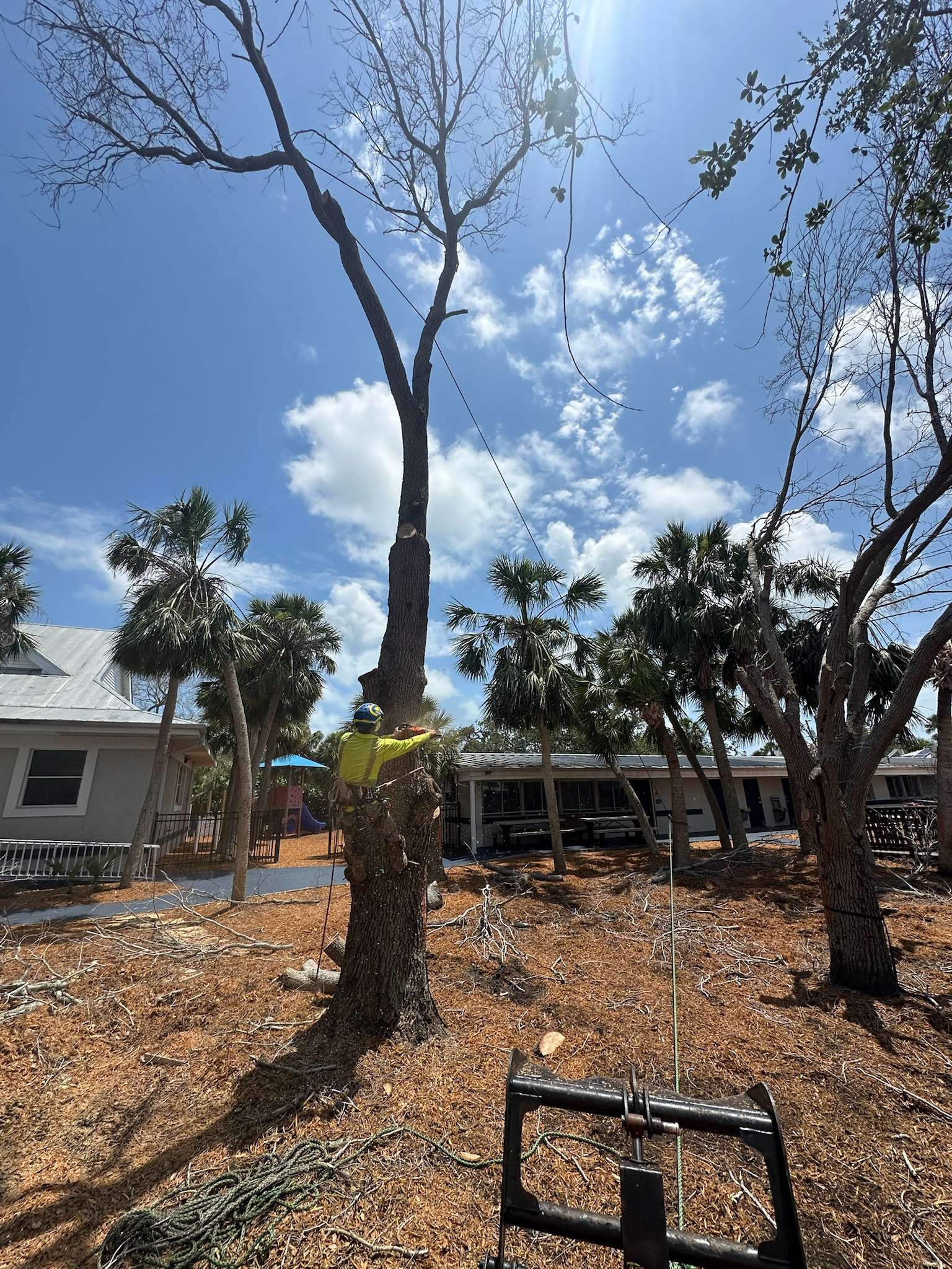 Tree Trimming