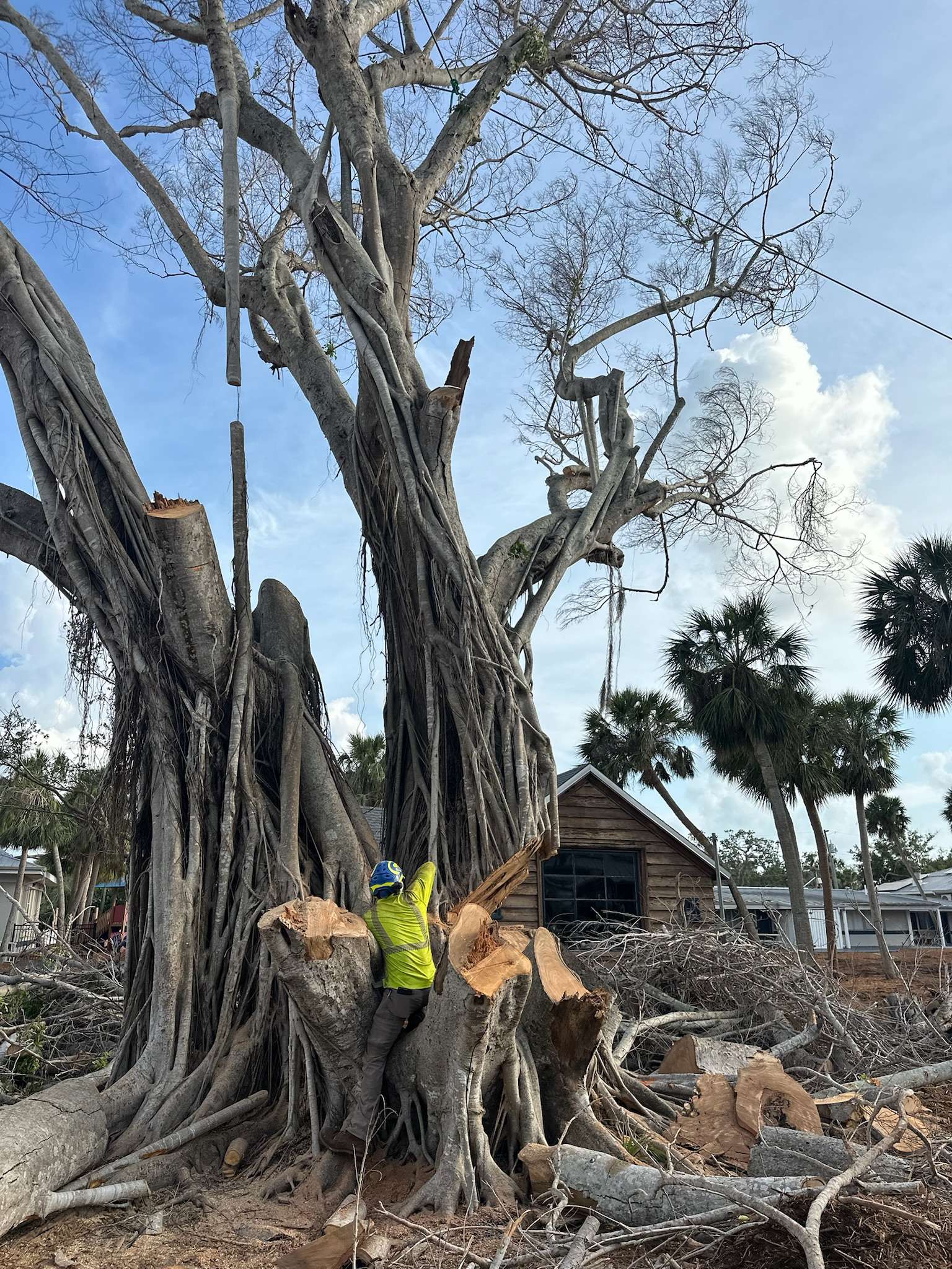 Tree cutting with chainsaw