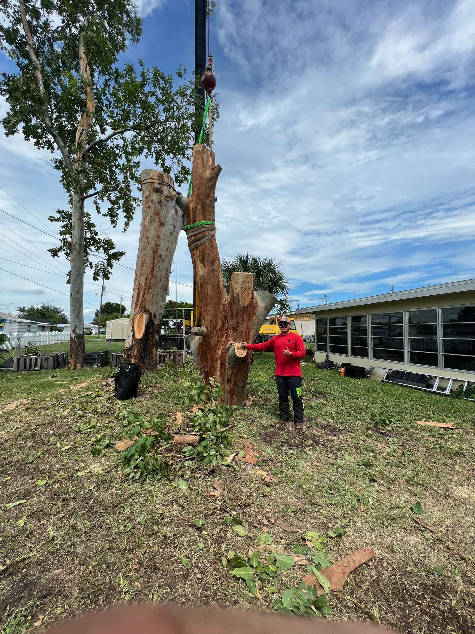 Tree cutting