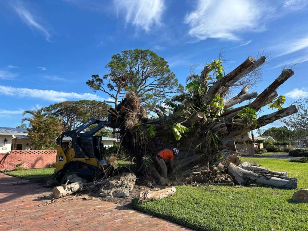 Liberty Tree and Land Services removing a large tree.