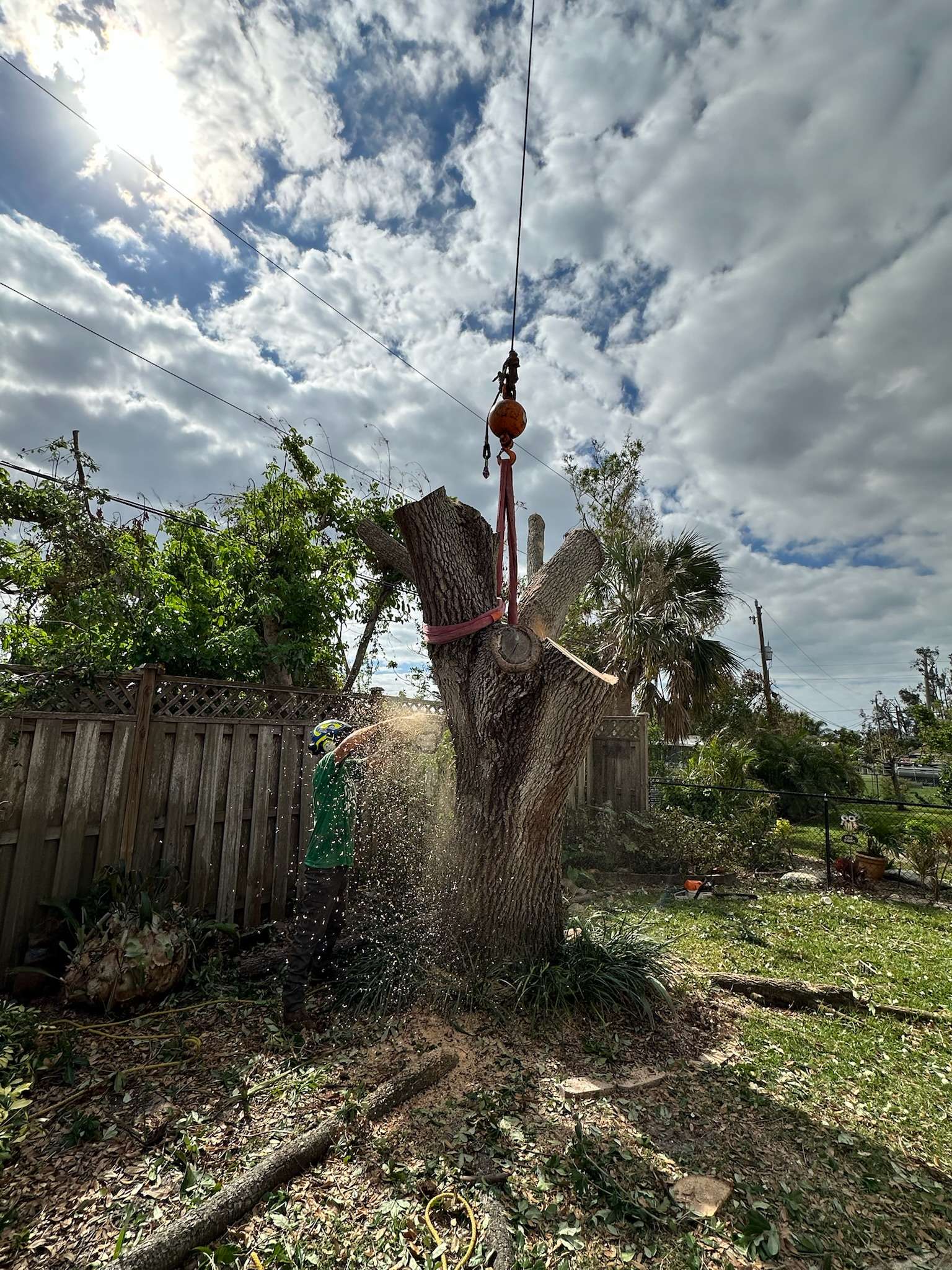 Tree removal
