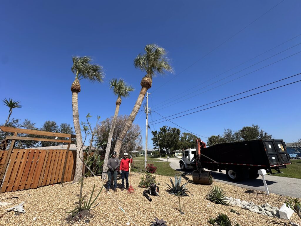 Liberty Tree and Land Services standing under a recent cabbage palm trimming job.