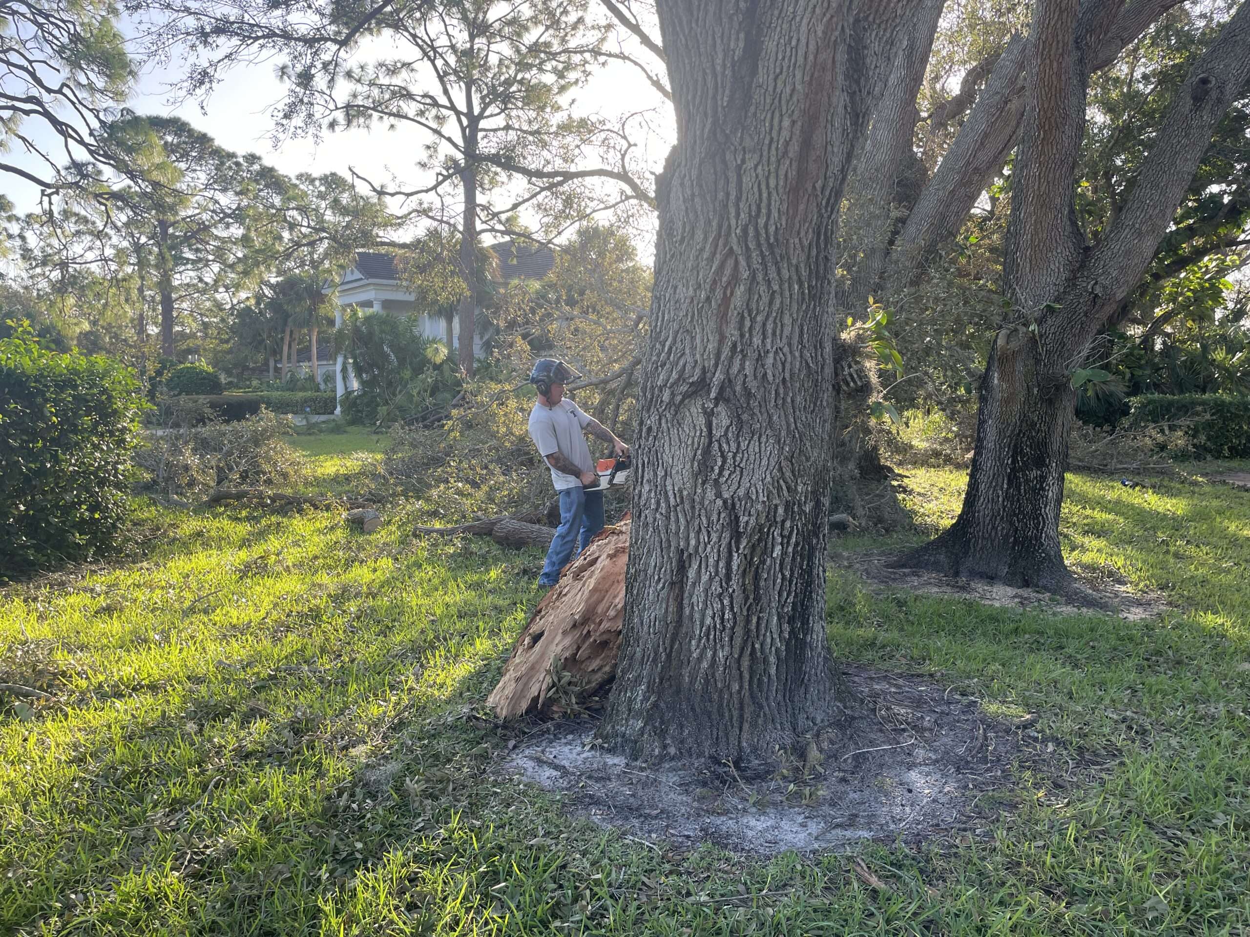 Tree services