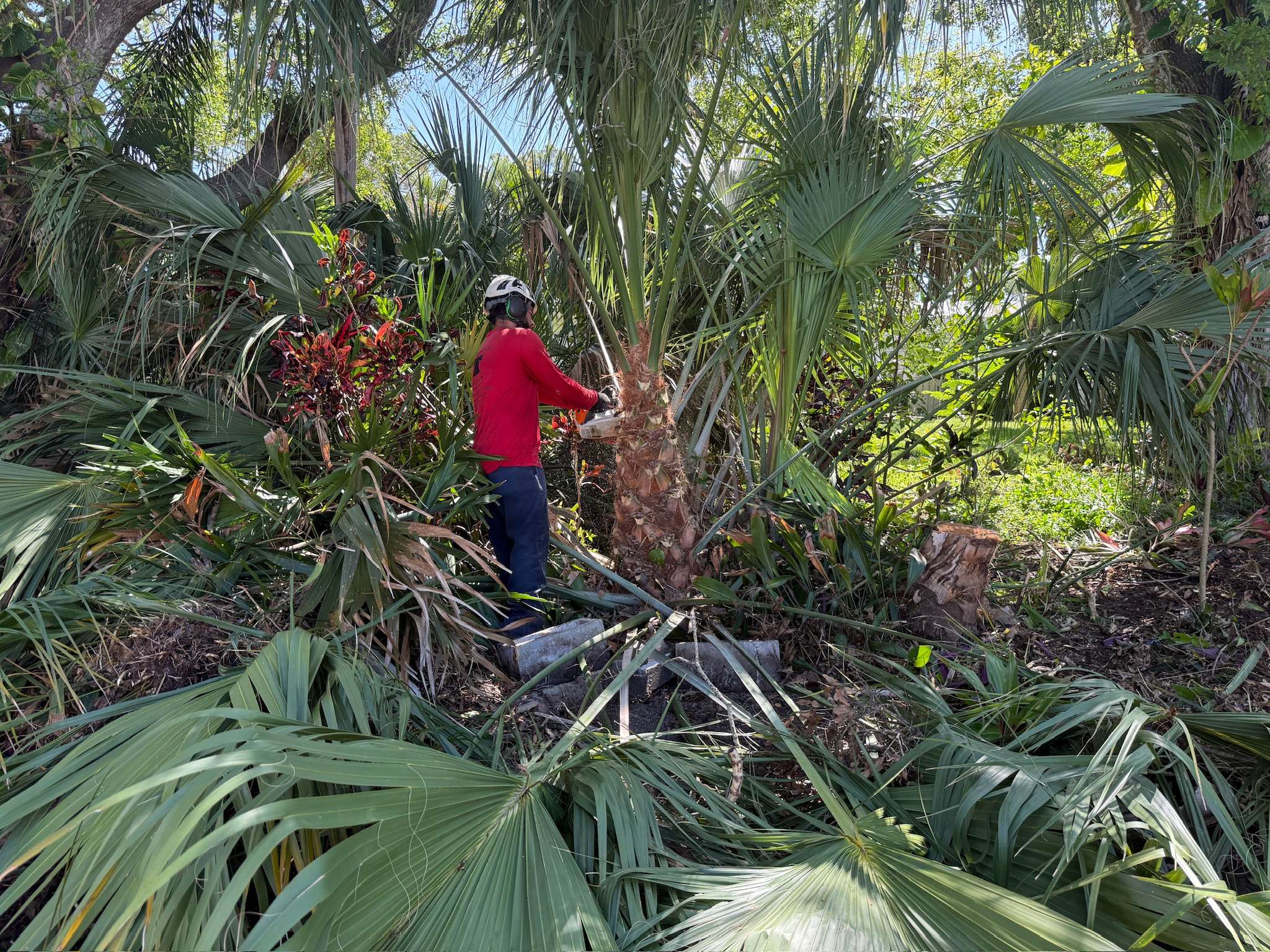Pruning of a palm tree with a chainsaw.