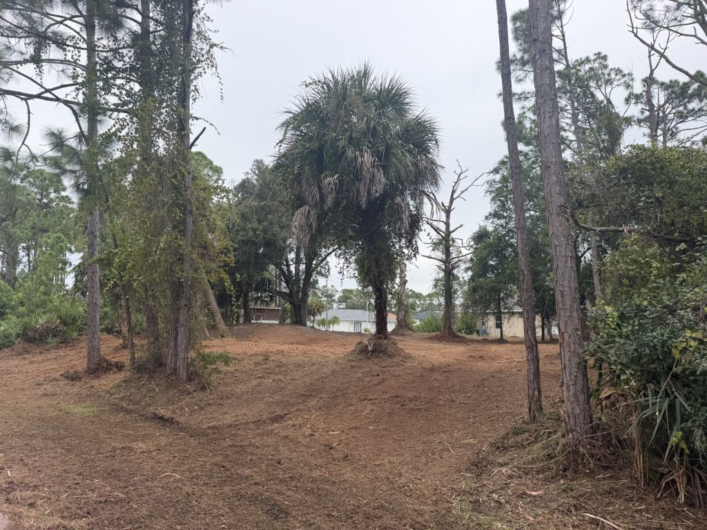 Mulched ground beneath retained pine trees and palms on a residential lot