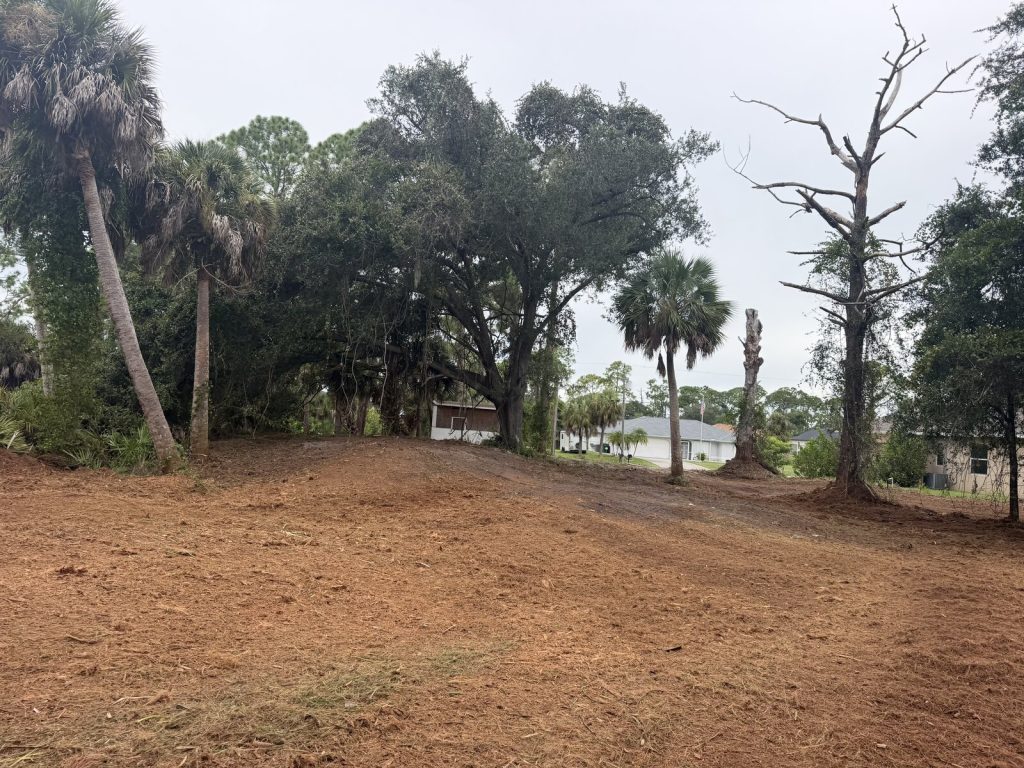Cleared understory with a layer of mulch around retained trees