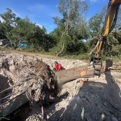 Tree Removal Specialists with back hoe and chainsaw removing an enormous tree.