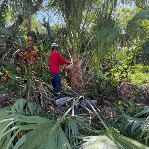 IMG_0847 Pruning of a palm tree with a chainsaw.