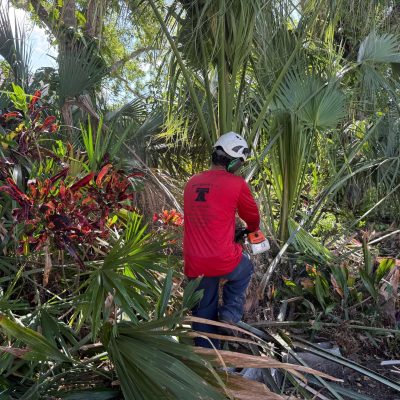 Tree trimming of a palm with a chainsaw.