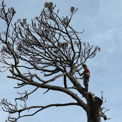 Tree trimming