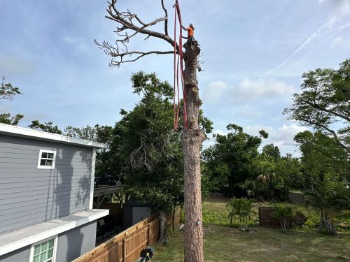 Emergency tree services with a tree climber.