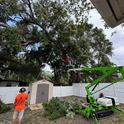 Mobile lift allowing Liberty Tree and Land Services to effectively trim an oak tree.