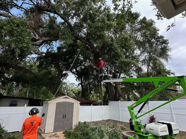 Trimming an oak tree with a mobile lift.