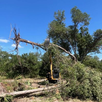 Yellow excavator removing trees for a site preparation.