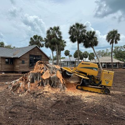 Large stump grinding taking place.