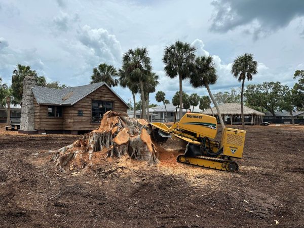 IMG_2341 Large stump grinding taking place.