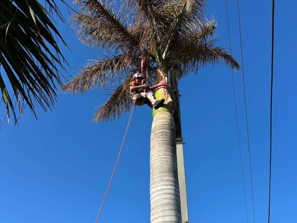 Tree trimming with a crane.
