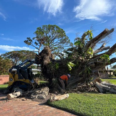 Liberty Tree and Land Services removing a large tree.