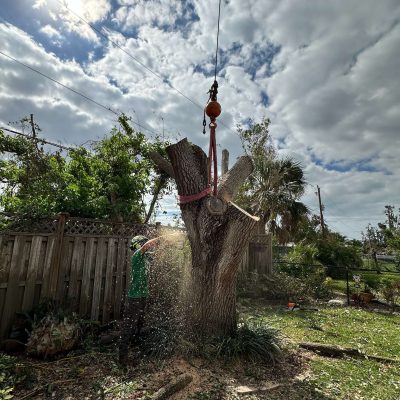 Tree removal