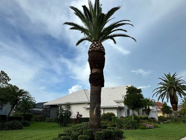 Palm tree trimming with mobile lift and chainsaw.