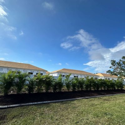 Planted in new palms for privacy.