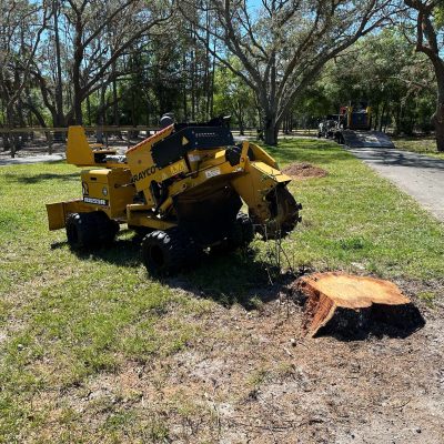 Stump is about to be ground down.