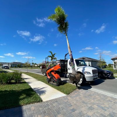 Mini skid steer carrying a new fox tail palm to be planted and installed.