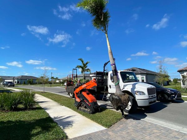 Mini skid steer carrying a new fox tail palm to be planted and installed.