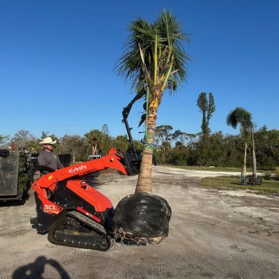 Mini skid-steer carrying new palm tree for planting.