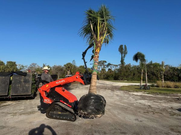 IMG_7217 Mini skid-steer carrying new palm tree for planting.