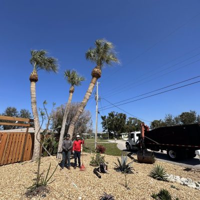 Liberty Tree and Land Services standing under a recent cabbage palm trimming job.
